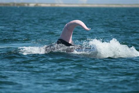 El pene de la ballena azul 